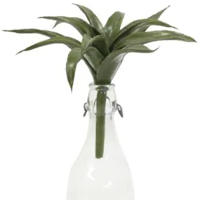 Desert Plant
